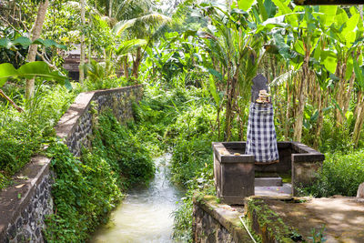 Walkway amidst plants and trees in garden