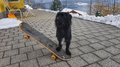 Dog on sidewalk