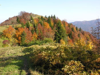 Close-up of autumn trees against clear sky