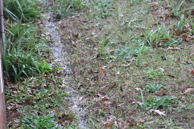 Close-up of plants growing on field