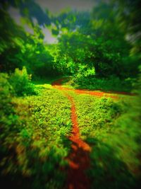 Road amidst trees