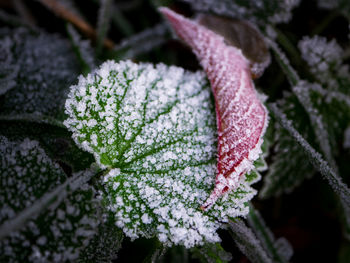 Close-up of frozen plant