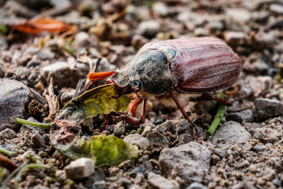 Close-up of insect on rock