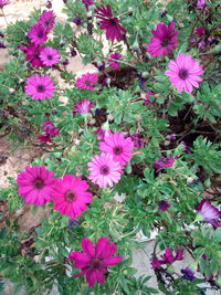 High angle view of pink flowering plants