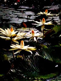 Close-up of white flowers in pond