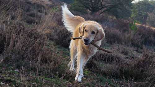 Dog standing on field