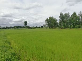 Scenic view of field against sky