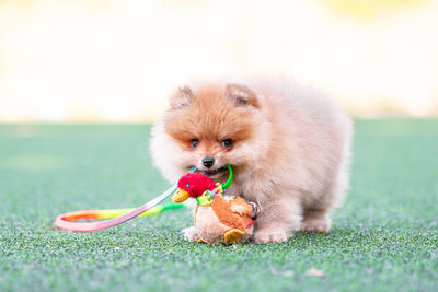 Close-up of dog on grass