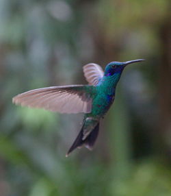 Closeup of blue green hummingbird trochilidae hovering in air otavalo, ecuador