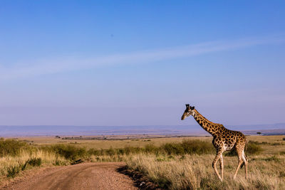 Giraffe on road by land against sky