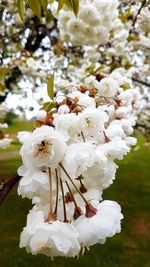 Close-up of white flowers on tree