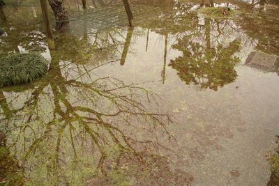 Reflection of trees in pond