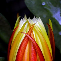 Close-up of flower bud growing outdoors