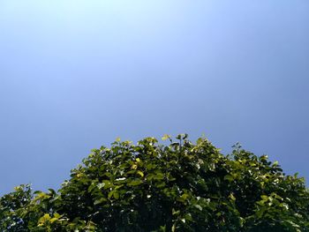 Low angle view of leaves against clear blue sky