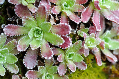 Close-up of water drops on pink leaves