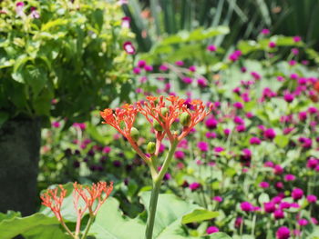 Close-up of pink flowering plant