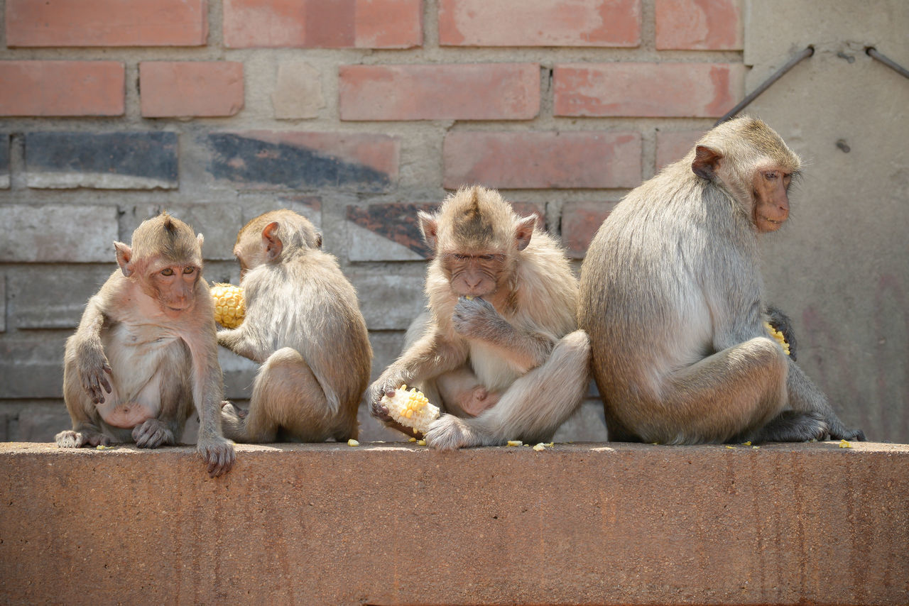 VIEW OF MONKEY SITTING ON A WALL