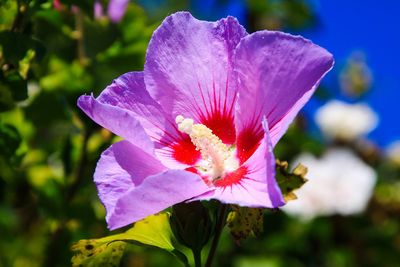 Close-up of pink flowering plant