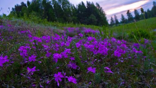 Purple flowers growing in field