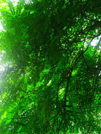 Low angle view of bamboo trees in forest