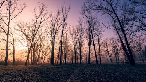 Bare trees on field against sky during sunset