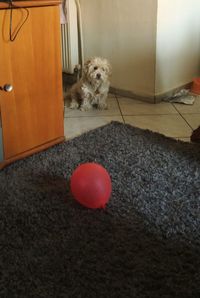 Dog relaxing on floor at home