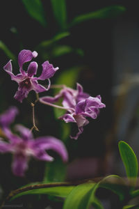 Close-up of pink flowers