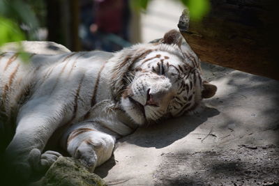 Close-up of tiger sleeping