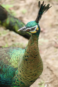 Close-up of bird