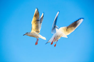 Low angle view of seagulls flying against clear blue sky