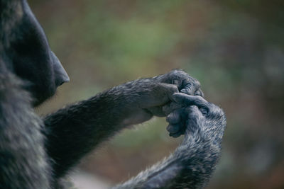 Close-up of monkey