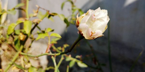 Close-up of white flowers blooming outdoors