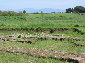 Scenic view of agricultural field against sky