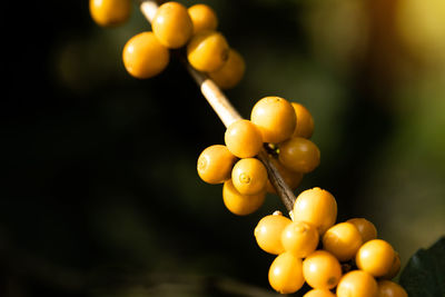 Close-up of grapes on tree