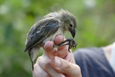 Close-up of man holding bird perching on hand