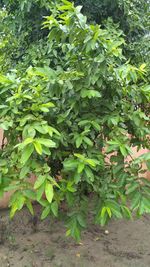 Close-up of fresh green plants