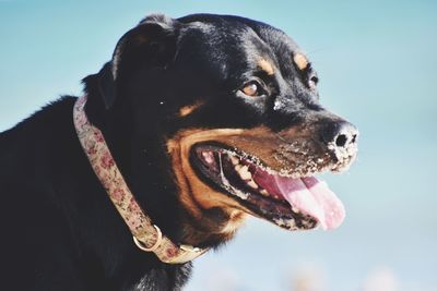 Close-up of dog looking away