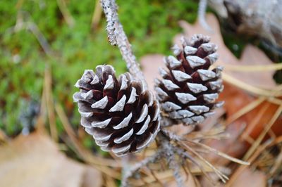 Close-up of pine cone on plant