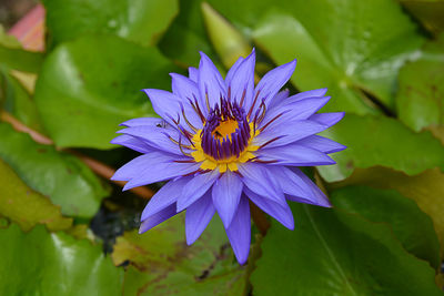 Close-up of insect on purple flower