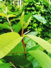 Close-up of green leaves