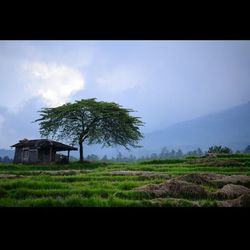 Scenic view of grassy field against sky