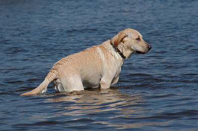 Bathing dog - labrador in a river