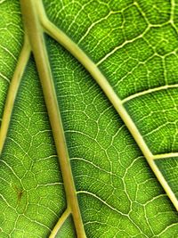Full frame shot of green leaves
