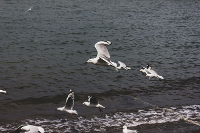 Seagulls flying over lake