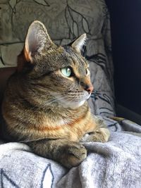 Close-up of cat sitting on bed