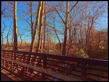 Low angle view of trees