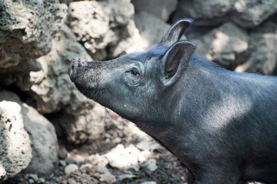 The black pig. he is smiling.