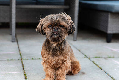 Portrait of dog on footpath