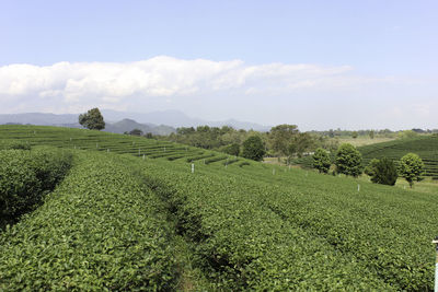 Scenic view of farm against sky 