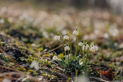 Close-up of white flowering plant on field